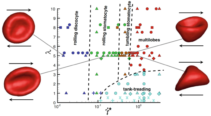 Computational Modeling of Red Blood Cells | SpringerLink