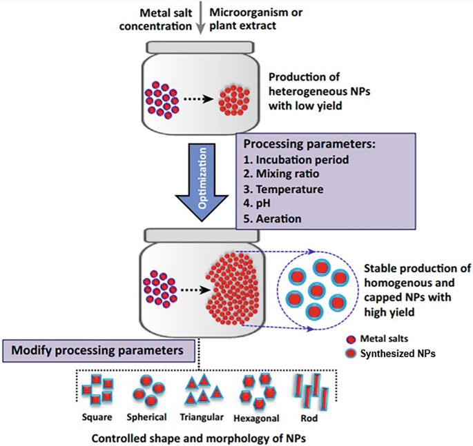 An illustration of the biological synthesis. Heterogenous N Ps with low yields are produced and then optimization takes place. The processing parameters and the modified processing parameters are listed.