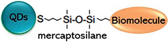 A chemical structure of mercaptosilane with Q D s and biomolecules on its left and right side, respectively.