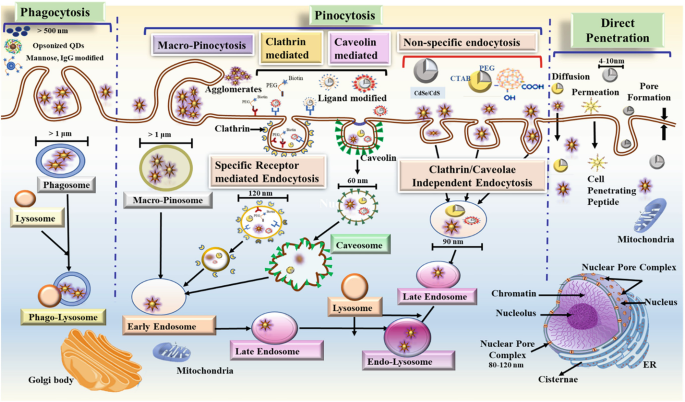 An illustration of internalization of Q D s under phagocytosis, pinocytosis, and direct penetration.