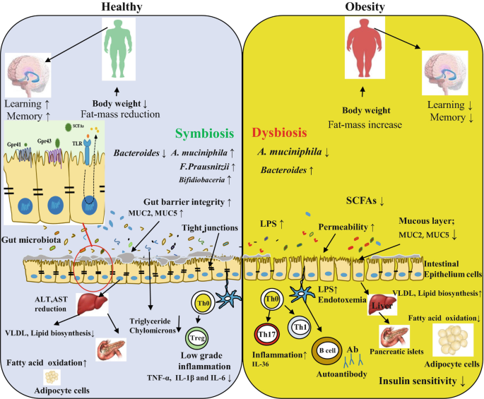 Schizophrenia and obesity: May the gut microbiota serve as a link for the  pathogenesis? - Wu - 2023 - iMeta - Wiley Online Library