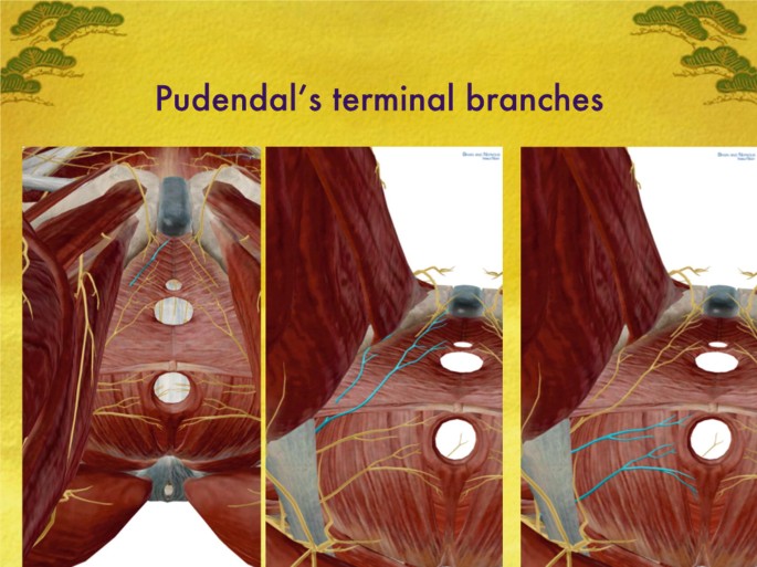 Pudendal Channel Cushion - Small