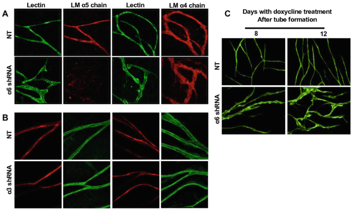 Three sets of Confocal images depict the changes in the cells in three instances.