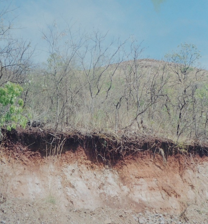 Soils of Cerrados, the Brazilian Savannas | SpringerLink