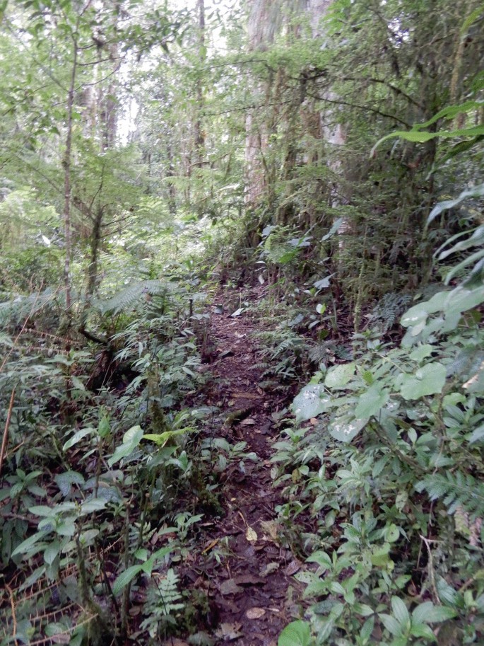 A photo of a trail in a forest.