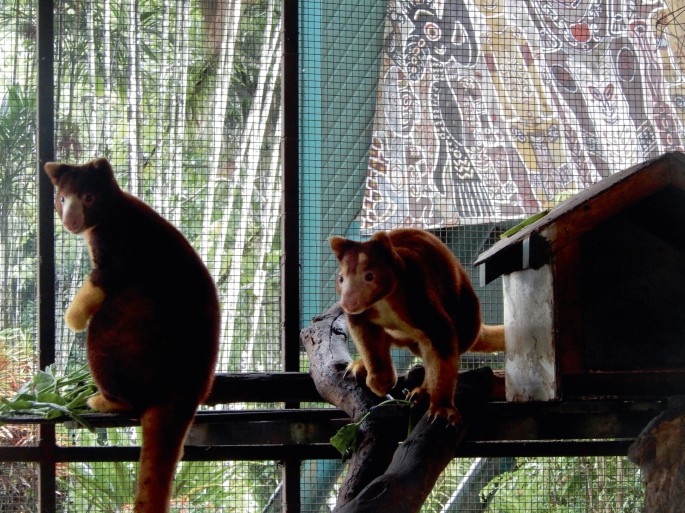 A photograph of two captive Matchies tree kangaroos.