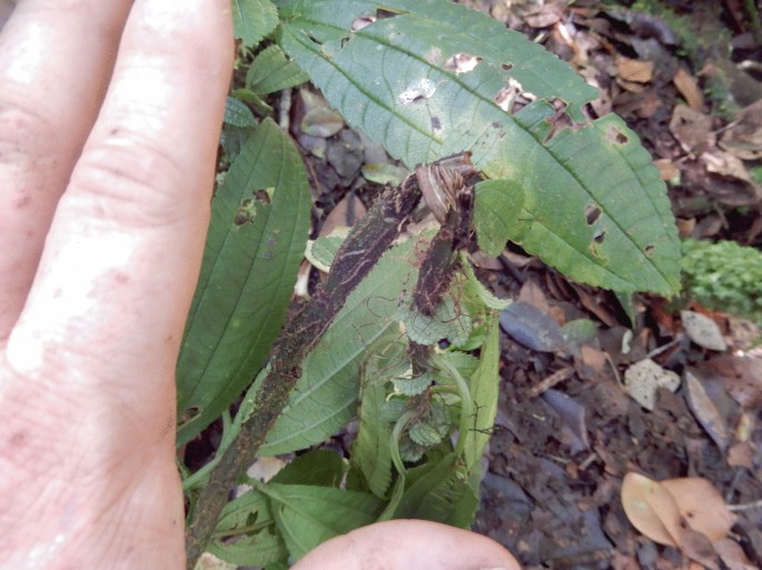 A photograph of a human hand next to a tree kangaroo's chewed leaf.