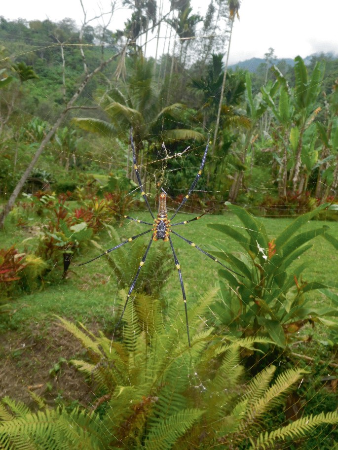 A photograph of a large Orb web spider on its web built among the plants in a garden.