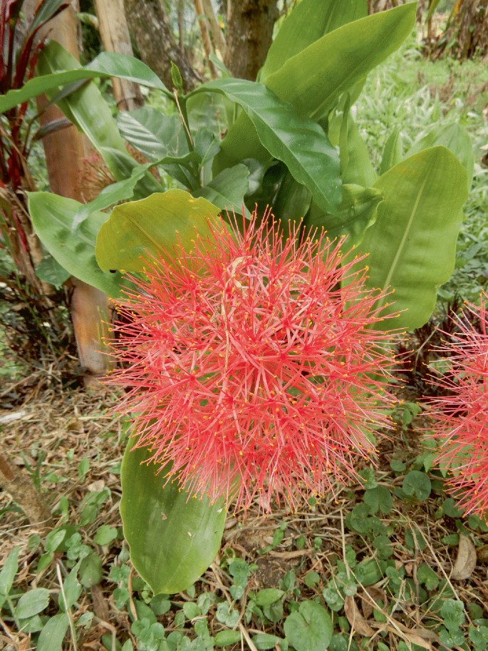 A photograph of a scadoxus multiflorus flower on its plant.