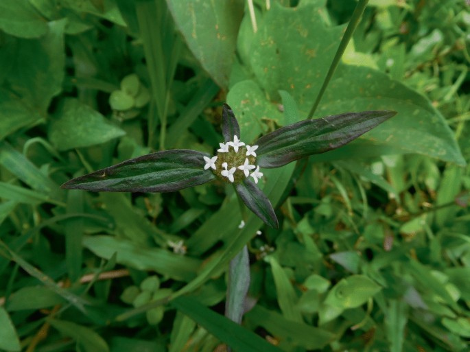 A photograph of a buttonweed flower with its leaves.