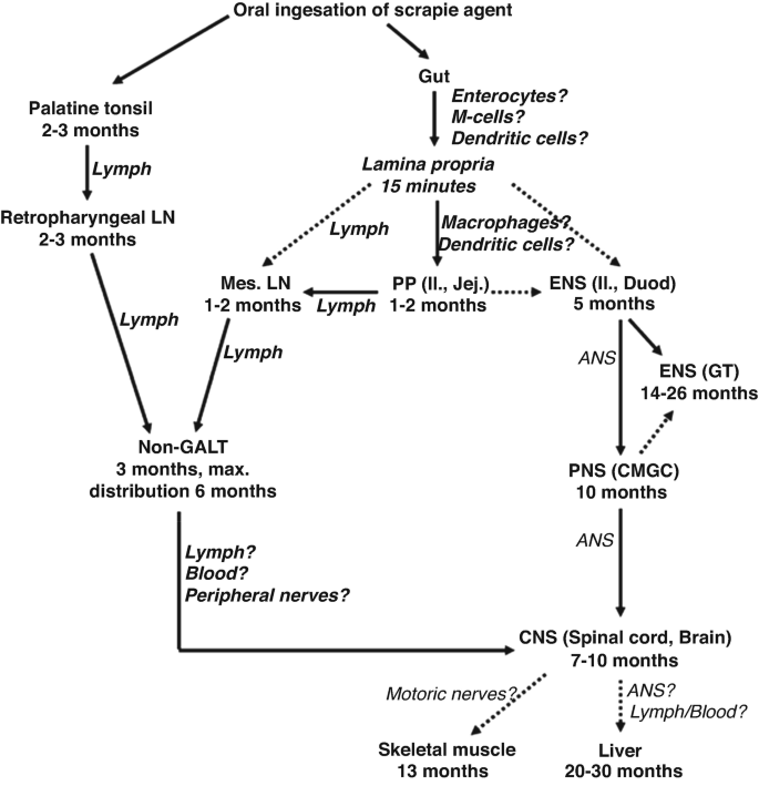 A flowchart of pathogenesis in the oral ingestion of the scrapie agent. It mainly starts from the palatine tonsil and gut and travels to various parts of the body until it reaches the C N S, skeletal muscle, and liver in different time periods.