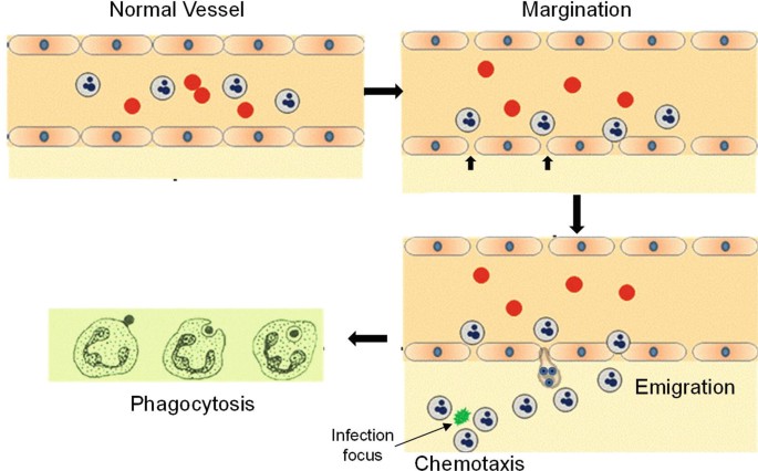 Inflammation | SpringerLink