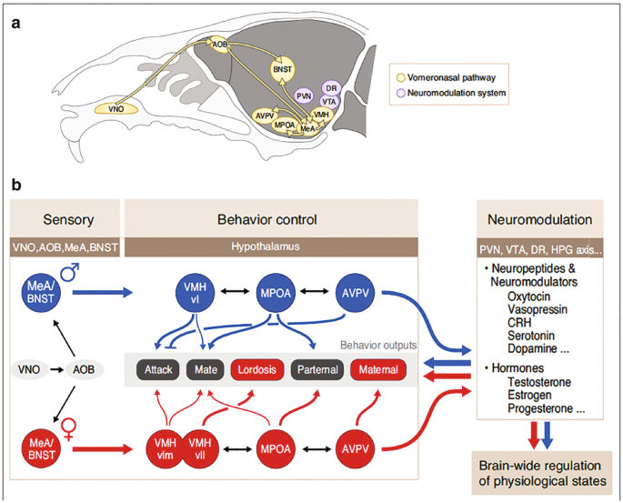 2 diagrams illustrate sex-specific neural pathways in the mouse brain. Diagram (a) represents pathways including V M O, B N S T, and D R. (b) represents a flow diagram linking sensory, behavior control, and neuromodulation.