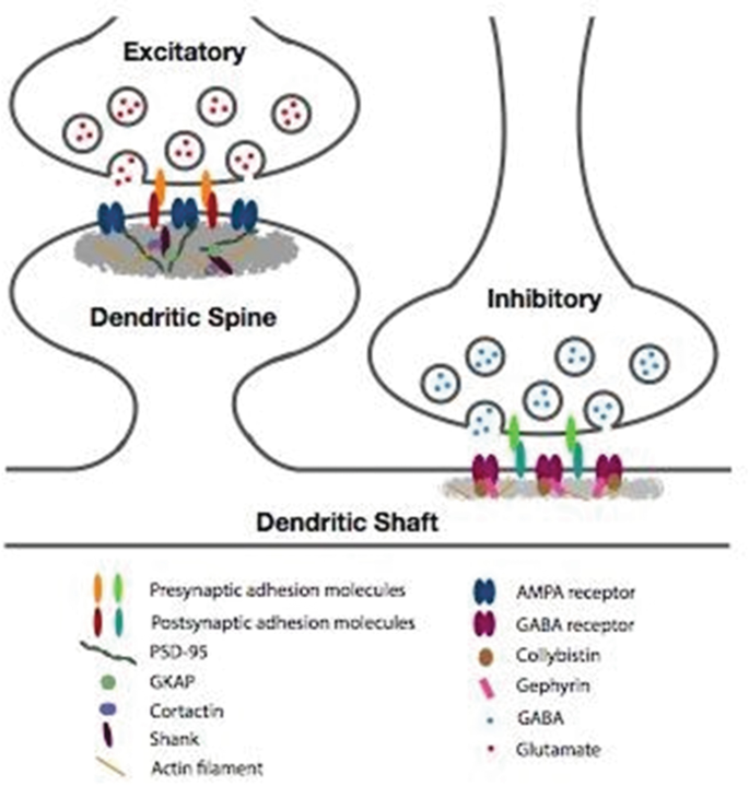Synaptogenesis | Springer Nature Link