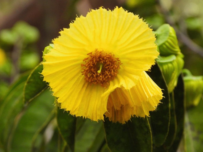 A photo of a yellow flower with stamen and pollen at the center.