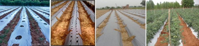 Four photographs. Each photograph displays rows of trees, red soil, and plastic mulching.