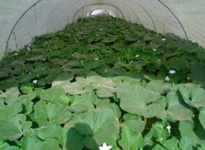 A photograph of a tunnel. A cucurbitaceous plant with green leaves is developing inside the tube.