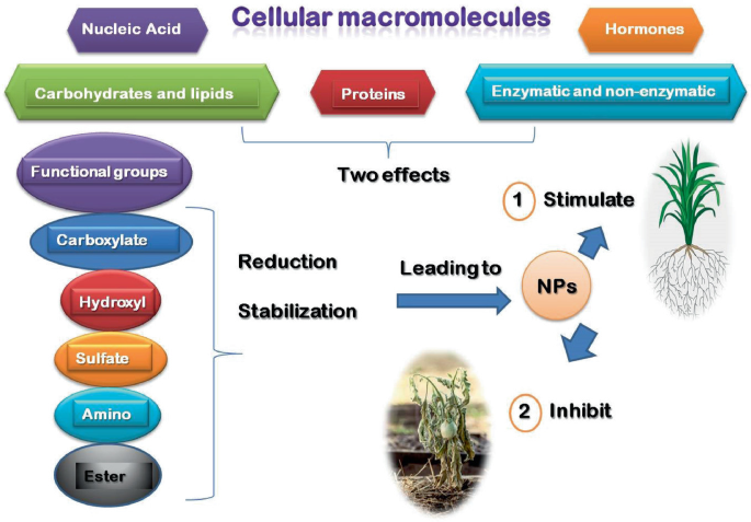 An illustration represents the reduction and stabilization of functional groups that lead to N Ps which interact with cellular macromolecules. N Ps inhibit or stimulate plant growth.