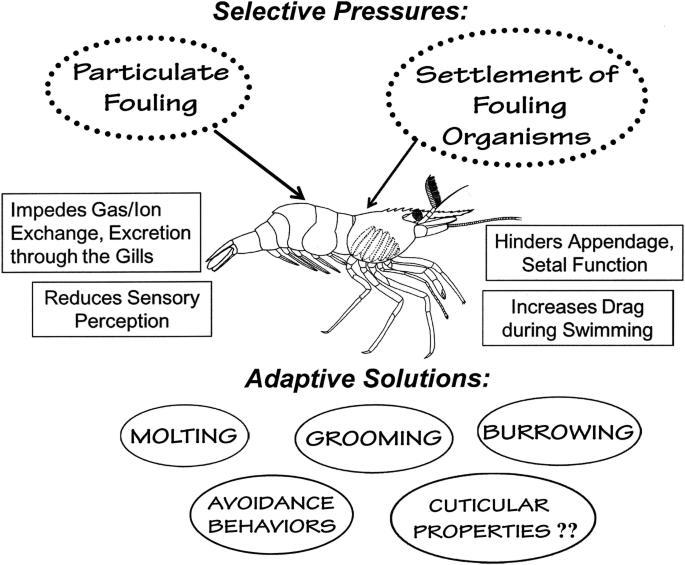 Shrimp Hygiene: Antifouling Adaptations | SpringerLink