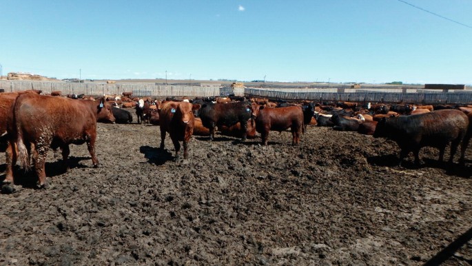 PDF) Causes of death in feedlot beef cattle and their control: a brief  review