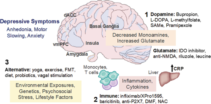 Aiding and Abetting Anhedonia: Impact of Inflammation on the Brain and  Pharmacological Implications