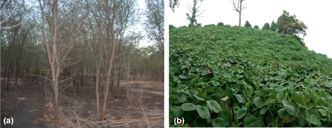 A pair of photographs. Photo a shows trees with few dried or no leaves, whereas photo b shows a thick layer of green leaves.