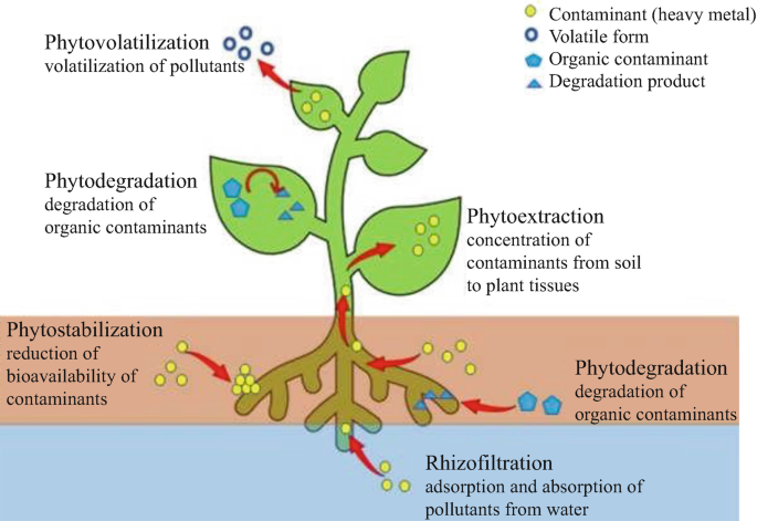 A schematic demonstrates the mechanism of phytoremediation includes phytostabilization, rhizofiltration, phytodegradation results in contaminants and degradation products into the plant through roots. The contaminants enter into the plant tissues by phytoextraction, degradation of organic contaminants occurs in leaves by phytodegradation, and volatilization of pollutants in volatile form by phytovolatilization.