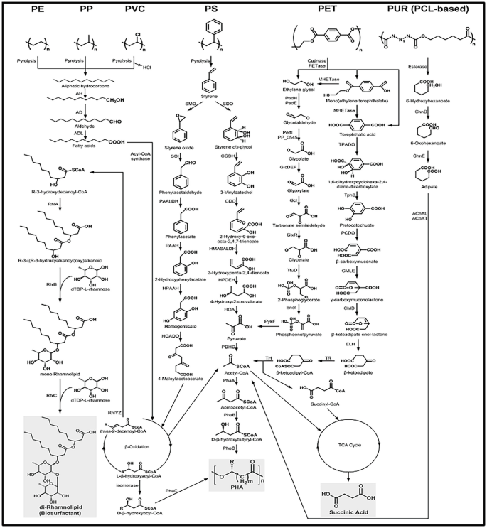 A multiple chemical structures ofsteps involved in the biodegradation pathways of P E, P P, P V C, P S, P E T, and P UR, P C l-based and results in di-Rhamnolipid a biosurfactant, P H A and succinic acid as end products.