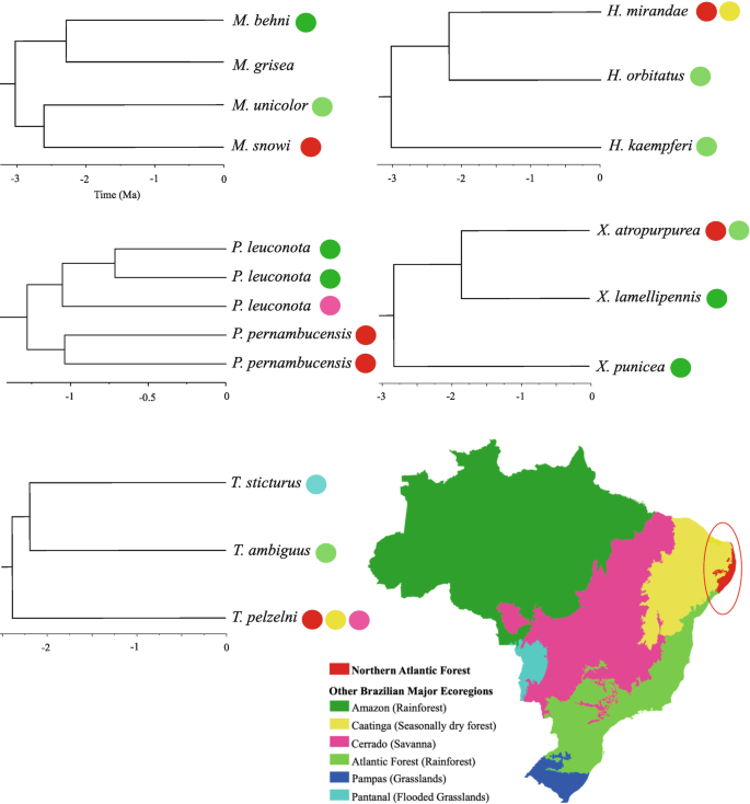 An updated checklist of the birds of Rio Grande do Norte, Brazil, with  comments on new, rare, and unconfirmed species