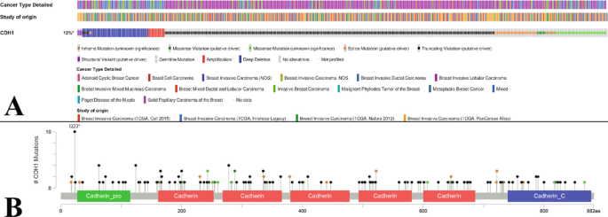 A 2 part illustration. An image of the C D H 1 mutations, cancer type detailed, and study of origin. A lollipop plot of types of C D H 1 mutations and their frequencies.