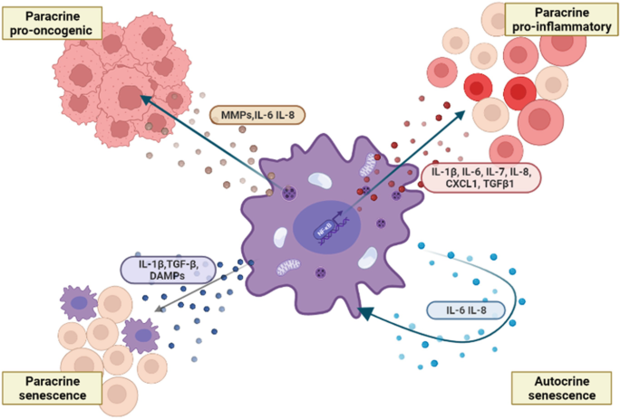 An illustration depicts the paracrine pre-oncogenic, senescence, pro inflammatory, and autocrine senescence.