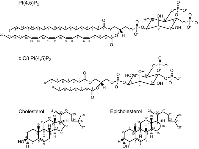 PI(4,5)P2 and Cholesterol: Synthesis, Regulation, and Functions