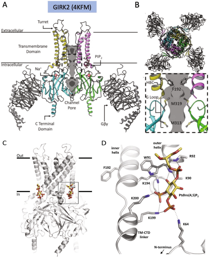 PI(4,5)P2 and Cholesterol: Synthesis, Regulation, and Functions