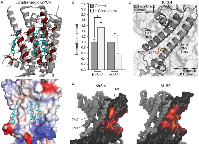 PI(4,5)P2 and Cholesterol: Synthesis, Regulation, and Functions