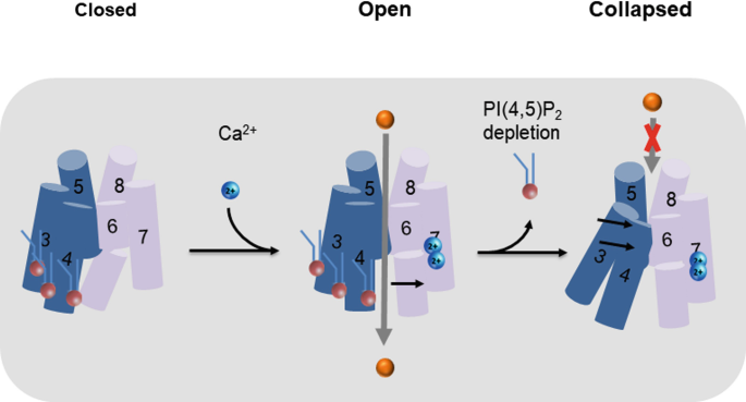 Niemann-Pick Type C Disease Reveals a Link between Lysosomal Cholesterol  and PtdIns(4,5)P2 That Regulates Neuronal Excitability - ScienceDirect