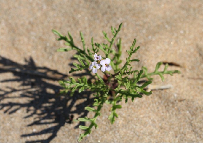 Some Representative Medicinal Halophytes in Asia