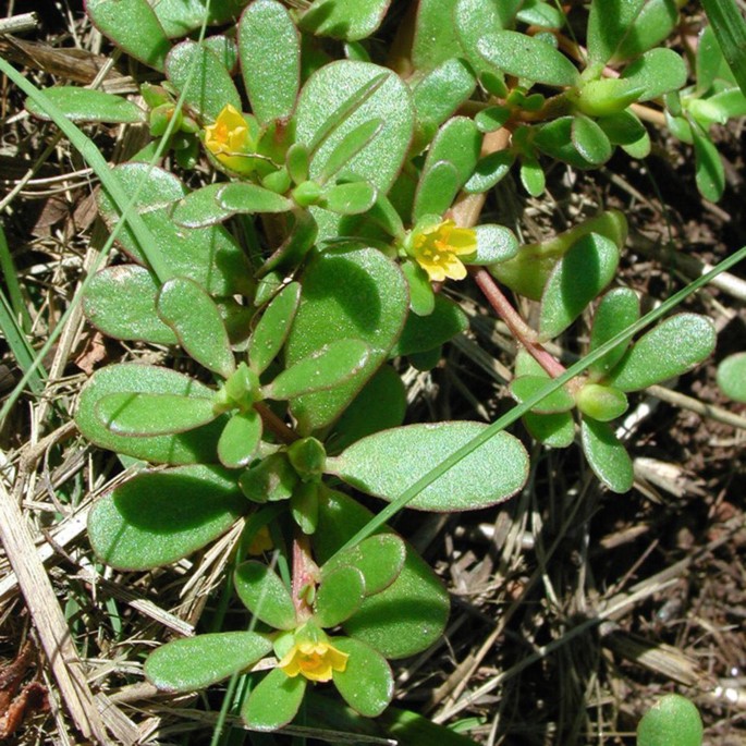 Plants Used in the Management and Treatment of Female Reproductive Health  Issues: Case Study from Southern Nigeria | Springer Nature Link