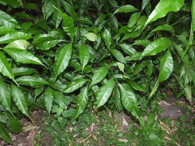 Plants Used in the Management and Treatment of Female Reproductive Health  Issues: Case Study from Southern Nigeria | Springer Nature Link