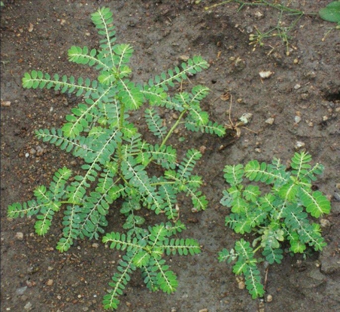 harmony plants adresse Harmony's Slinky Pink