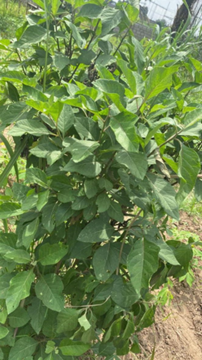Vernonia amygdalina Delile (Asteraceae): An Overview of the Phytochemical  Constituents, Nutritional Characteristics, and Ethnomedicinal Values for  Sustainability | Springer Nature Link