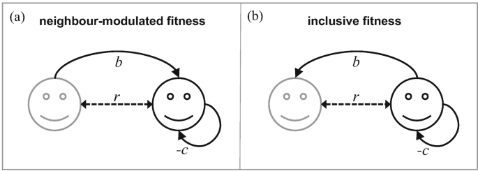 Two schematic diagrams of the kin selection for neighbor modulated fitness and inclusive fitness approach, where the minus c, b, r illustrates the focal recipient, her own fitness, and the coefficient of relatedness, respectively.