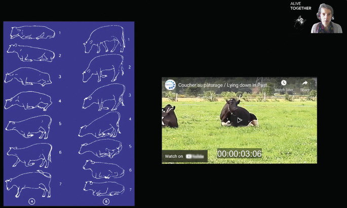 A screenshot from the Alive together course. Anna Olsson delivers a session on ethology. It presents the movement patterns of animals and the various aspects of their behaviour.