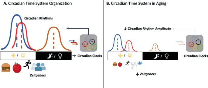 Bear genes show circadian rhythms even during hibernation, WSU Insider