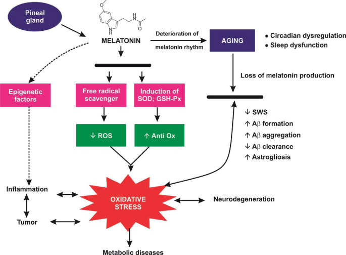 The flow diagram explains the effect of the neuroendocrine mechanism of aging in mammals, loss of melatonin production leads to oxidative stress.