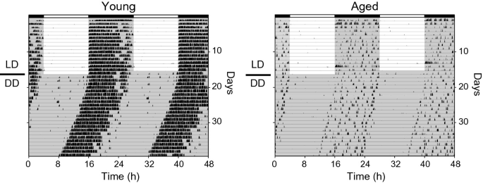 Two scatterplots of wheel running of L D, D D, and days versus time on young and aged. The young depict the dark dots and the aged are light.