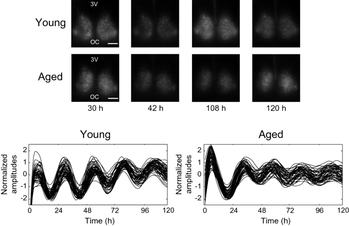 Four cellular clocks depict the young and aged 3 V and O C on 30, 42, 108, and 120 hours. Two graphs of normalized amplitudes versus time on young and old. Young denotes a deep curve of fluctuations, and the aged curve is high at 1 to 24 and small fluctuation from 48 to 120.