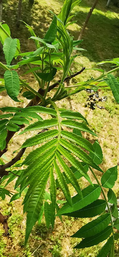 A photograph. The foliage of Rhus coriaria depicts an opposite phyllotaxic arrangement with pinnately compound leaves.