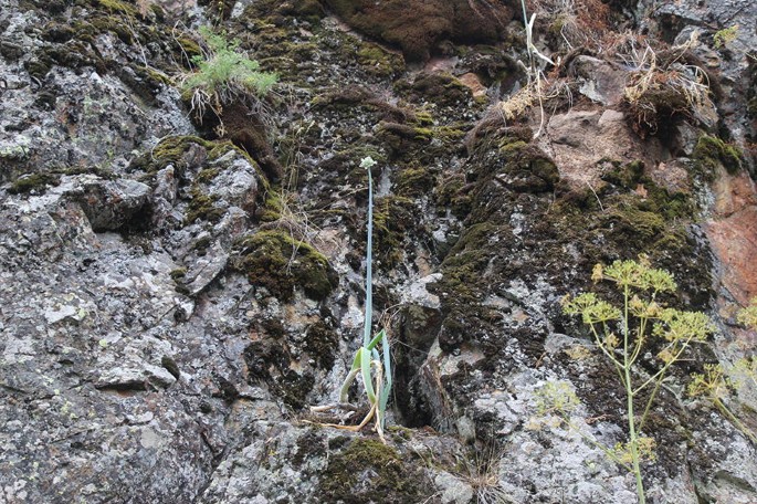 A photograph of a single Allium pskemense plant with a flower cluster on a mossy rock.