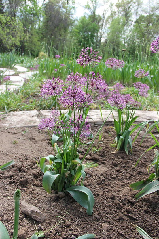 A photograph of cultivated Allium sarawschanicum plants with clusters of flowers on each plant.