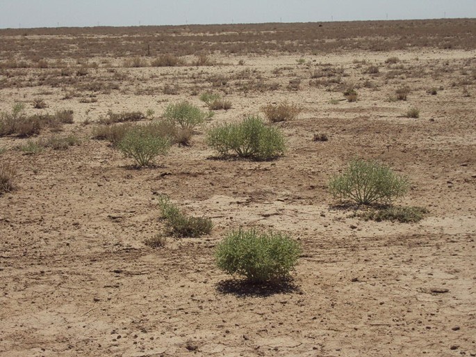 A photo of the Anabasis aphylla plants grown in a desert.